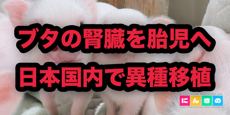 “ブタの腎臓を胎児へ 日本国内で異種移植”